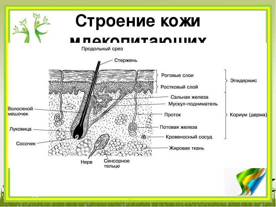 Строение шкуры и волосяного покрова » строительный портал: новости, статьи, обзоры