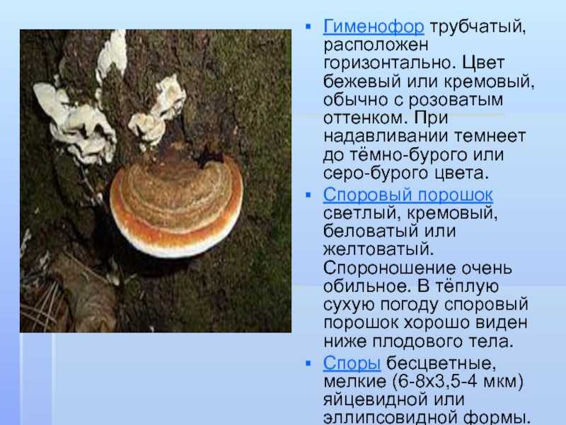 Общая характеристика базидиомицетов кратко