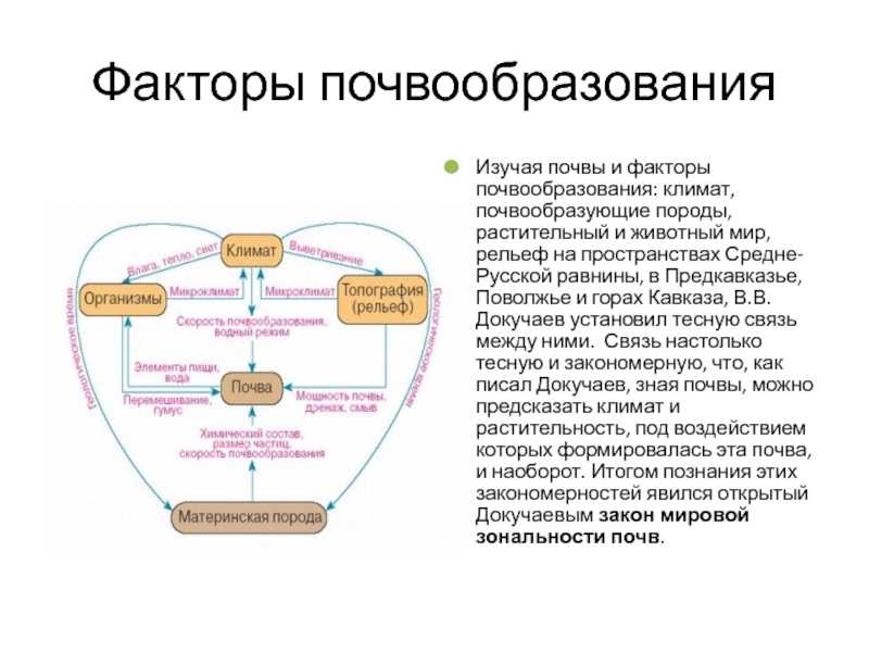 Почвообразование (педогенез) - определение, факторы, процесс, этапы, примеры