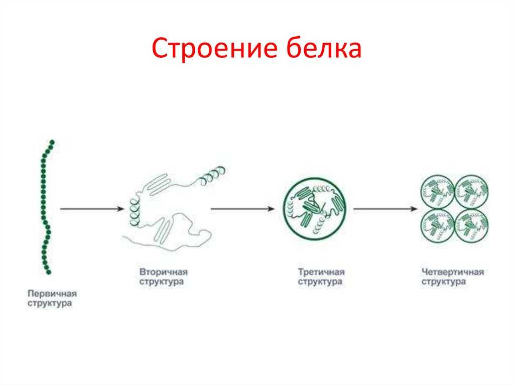 Структура белка - основные виды с описанием и примерами, функции