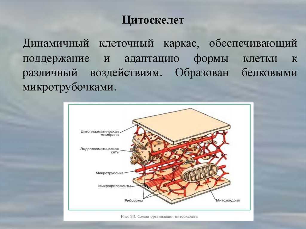 Строение клетки | student guru