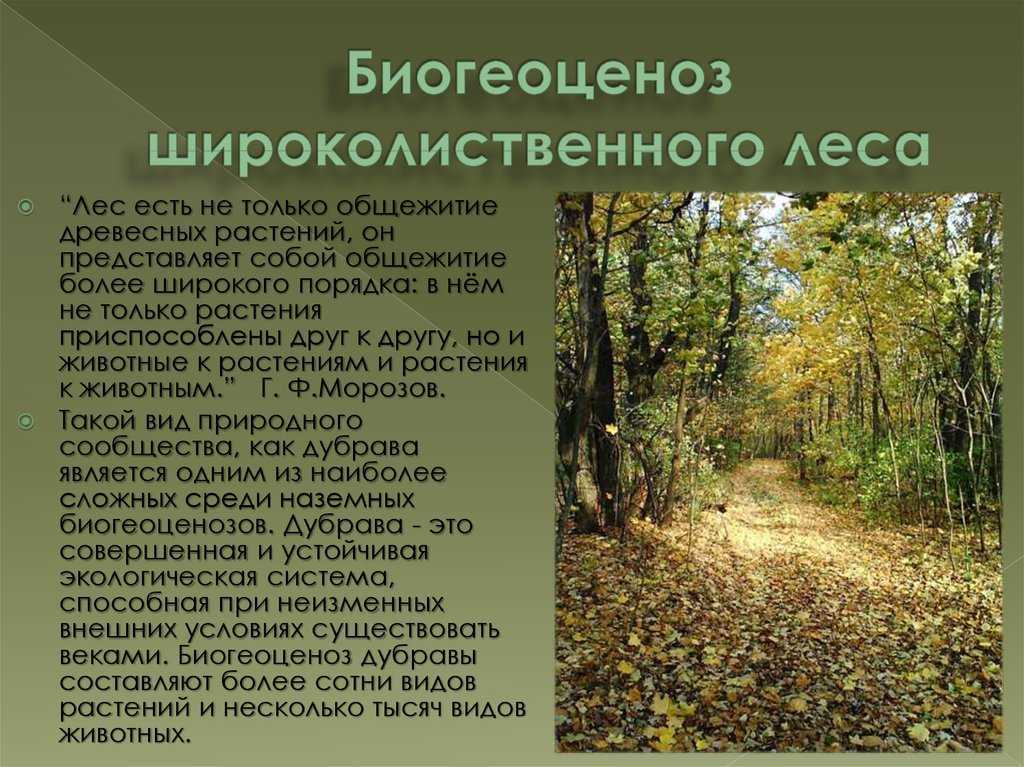 Луговая экосистема
