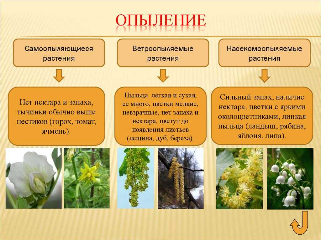 Перечислите свойства перекрёстноопыляемых растений,ограничивающих их самоопыляемость  помогите пожал - узнавалка.про