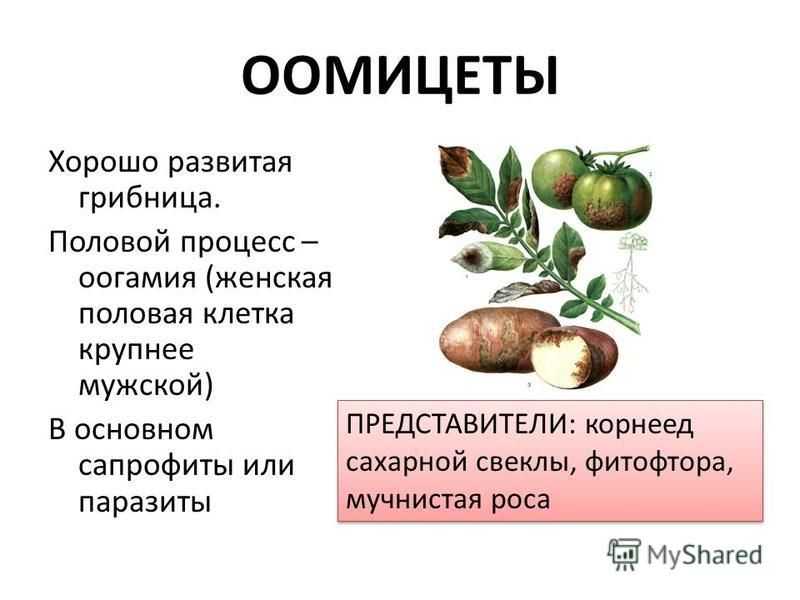 Характеристики оомицетов, жизненный цикл, питание, размножение