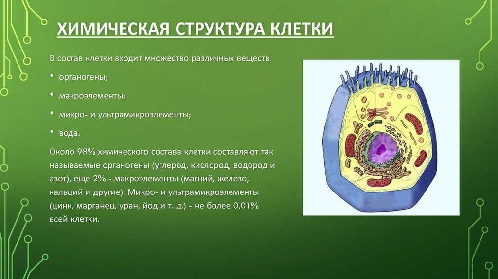 Презентация: "строение растительной клетки", 6 класс, биология. скачать бесплатно