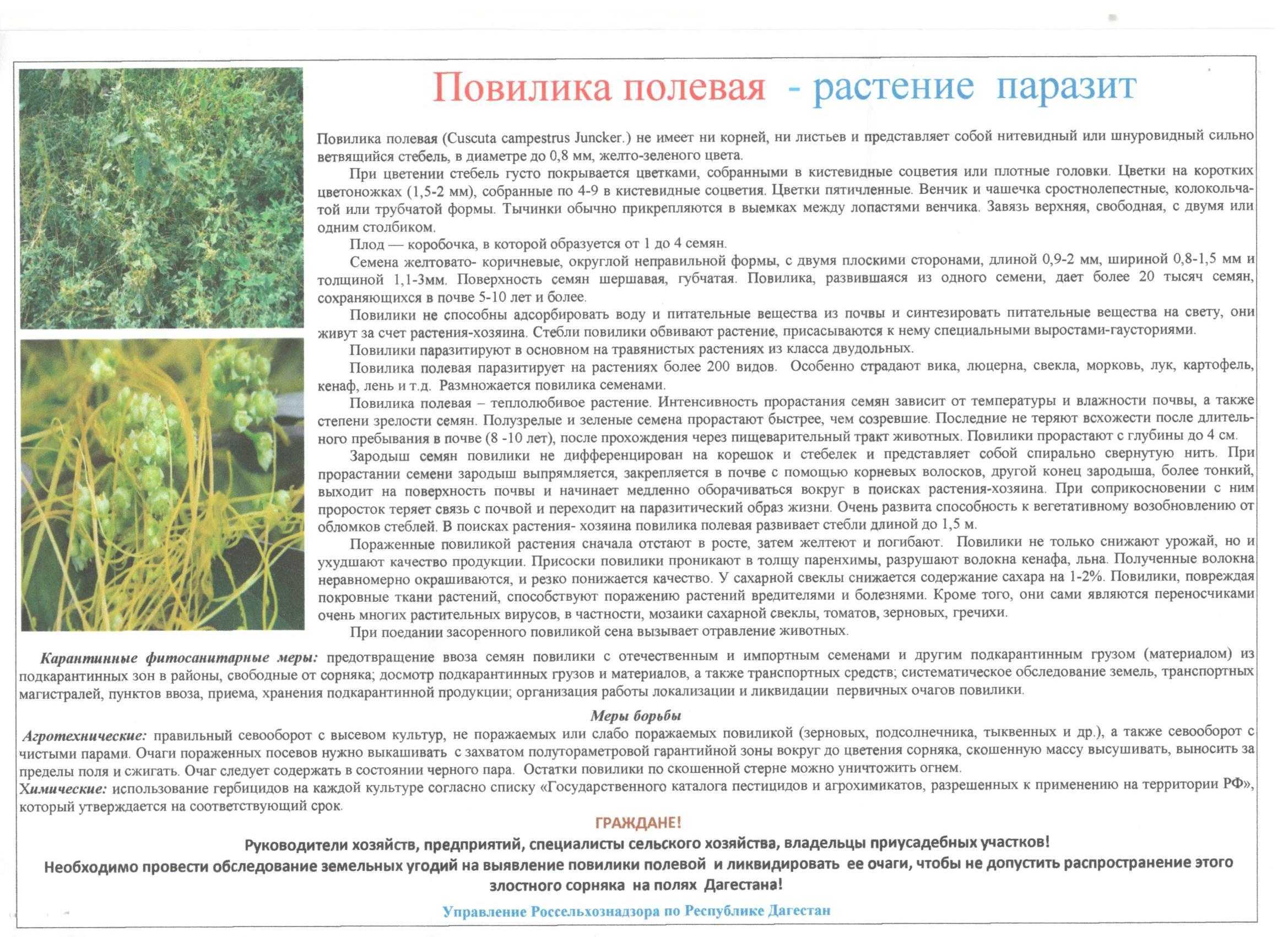Плюсы и минусы люцерны в качестве сидерата, как и когда сеять