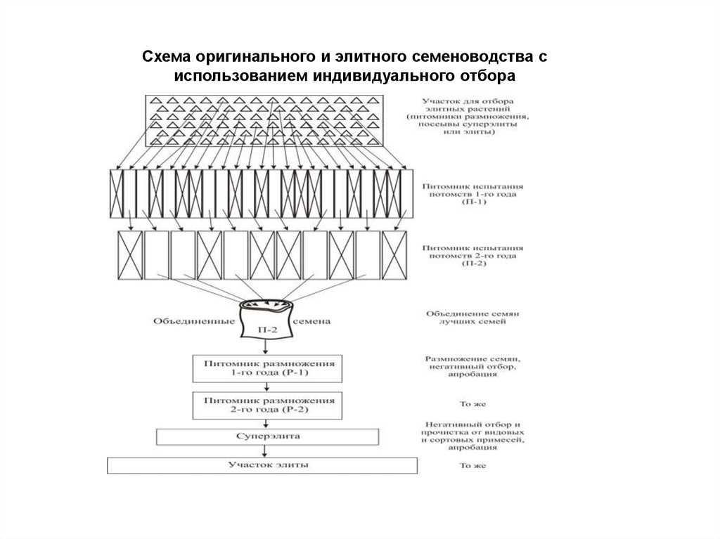 Семена зерновых культур в наличии