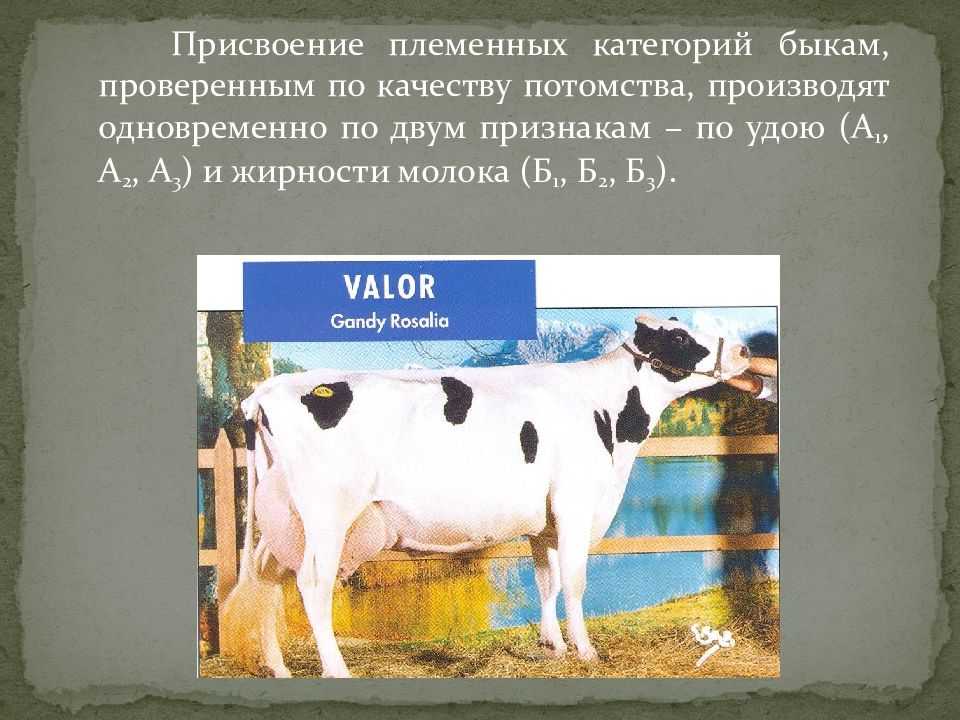 Оценка животных-производителей по качеству потомства на специальных станциях. курсовая работа (т). сельское хозяйство. 2010-10-26