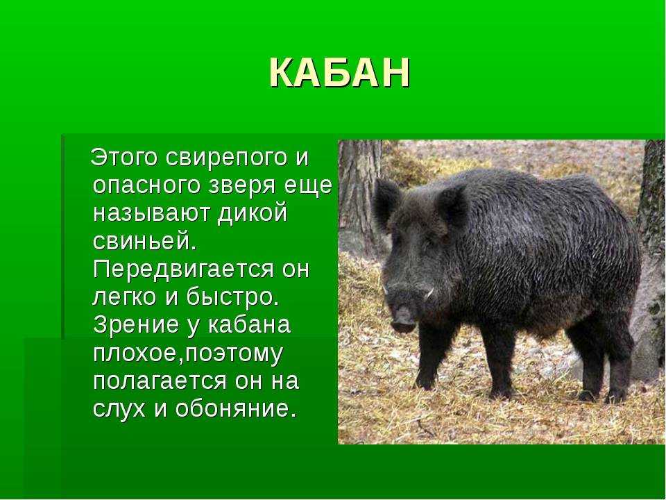 Дикий кабан, особенности и разновидности мощного животного
