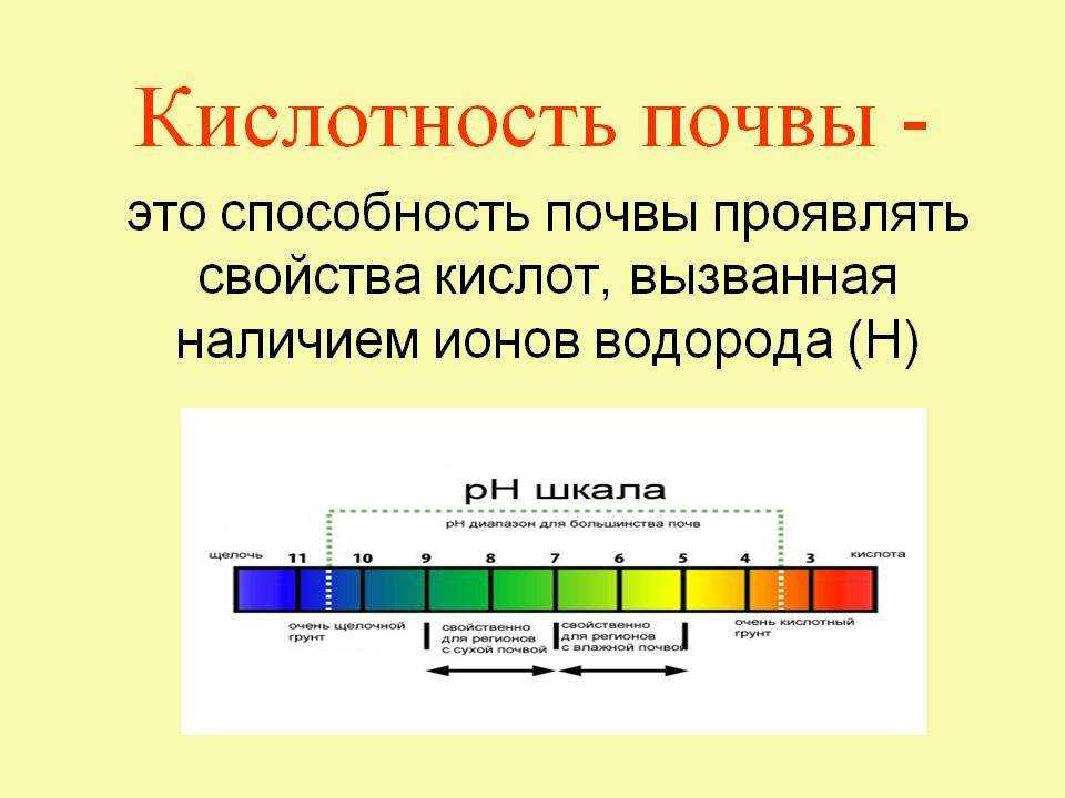 Кислотность почвы: что это, оптимальная, как определить