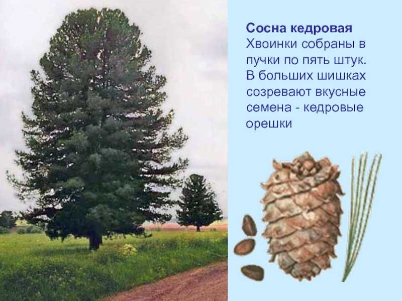 Сибирский кедр или сосна сибирская кедровая: посадка и уход в открытом грунте