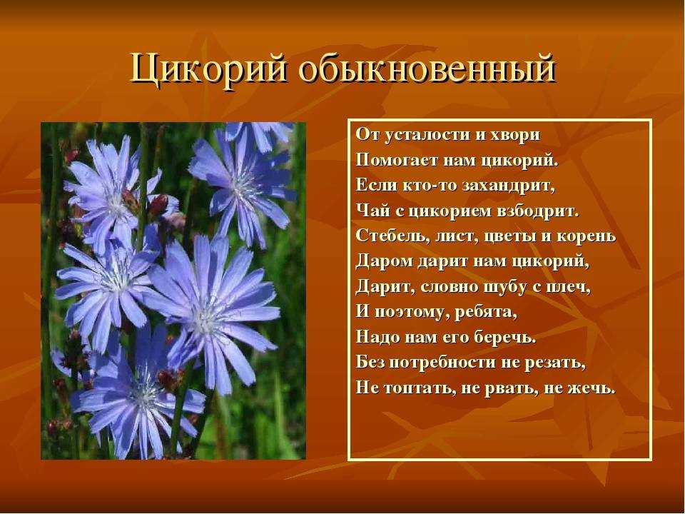 Цикорный кофе из царского корня