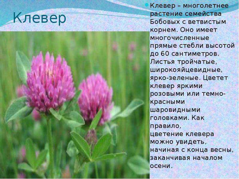 Луговые растения