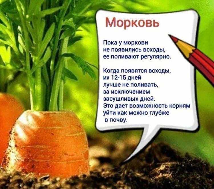 Сидераты