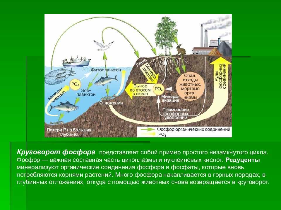 Особенности кругооборота воды и некоторых веществ в биосфере