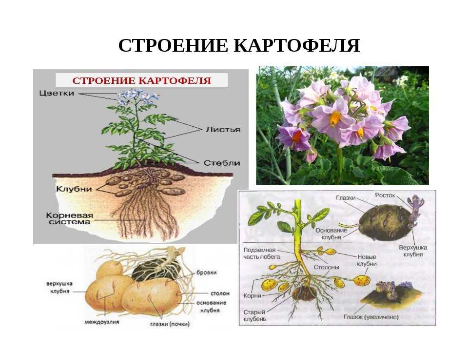 Биологические особенности. картофель. рекомендации и советы