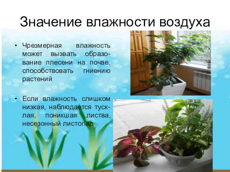 Условия внешней среды и их влияние на рост и развитие растений