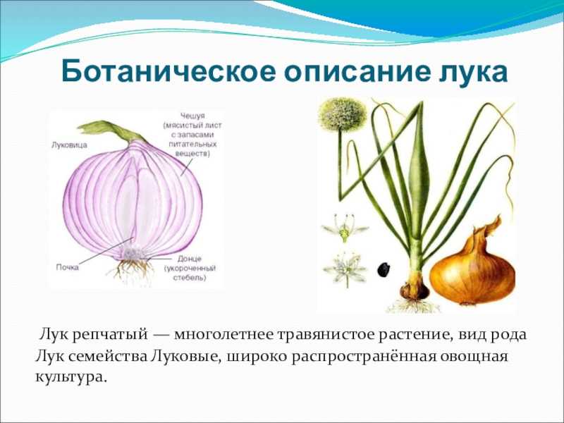 Лук репчатый история происхождения