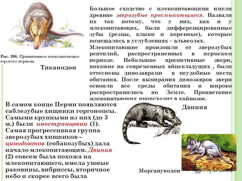 Местообитание диких животных