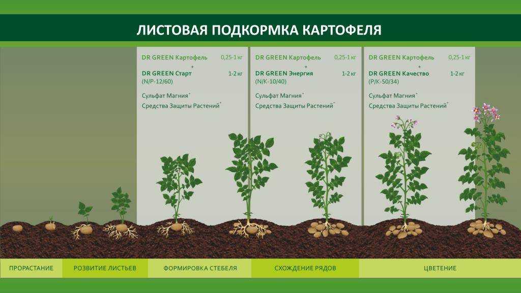 Удобрение для картофеля: чем, когда и как удобрять