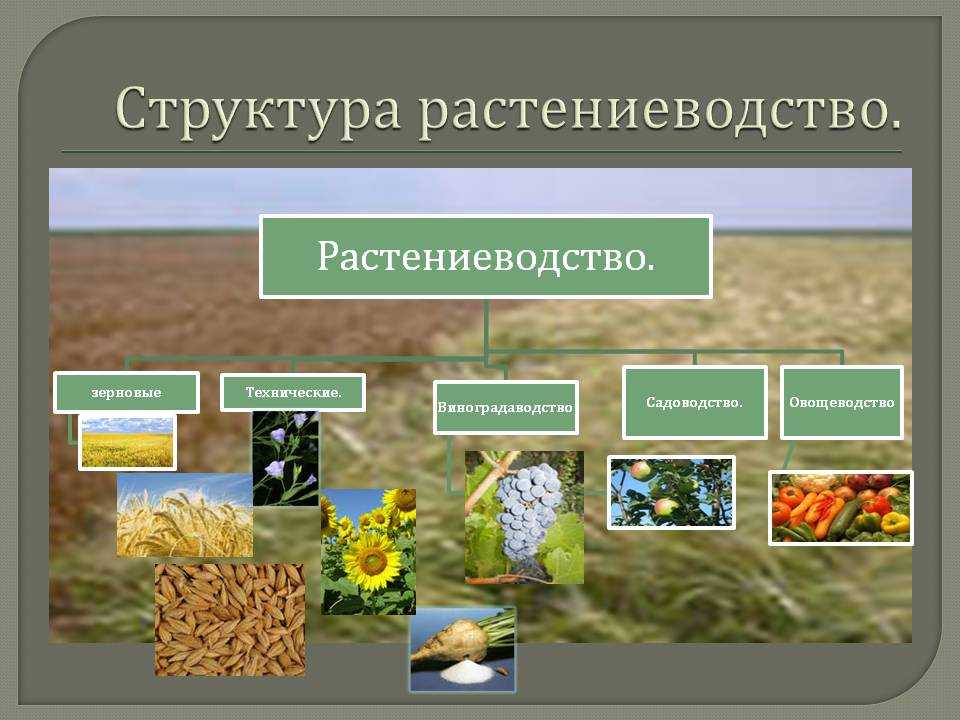 Ботаника и сельское хоз-во: классификация сена по ботаническому составу. его характеристика и питательная ценность, реферат