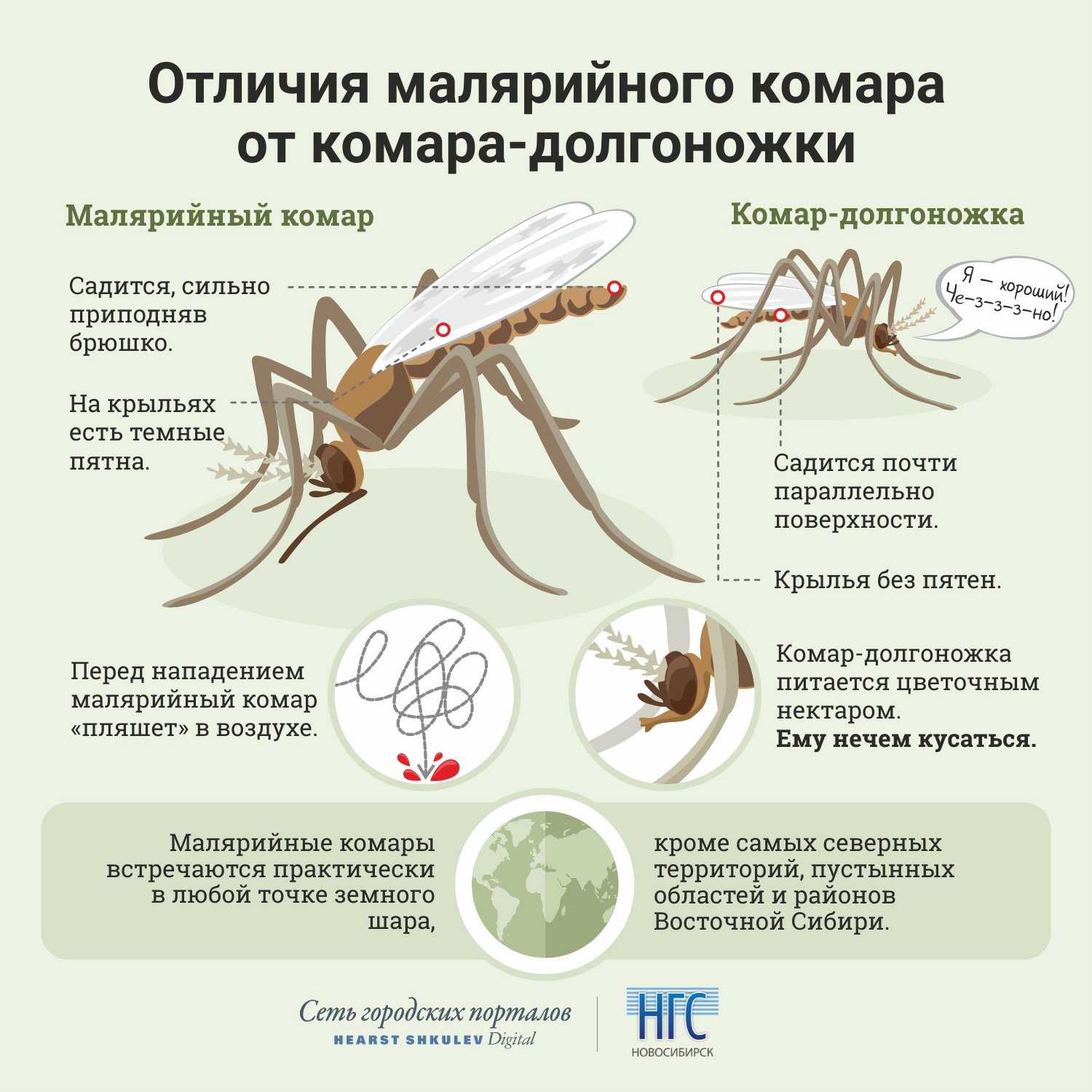 Животный и растительный мир болот: примеры