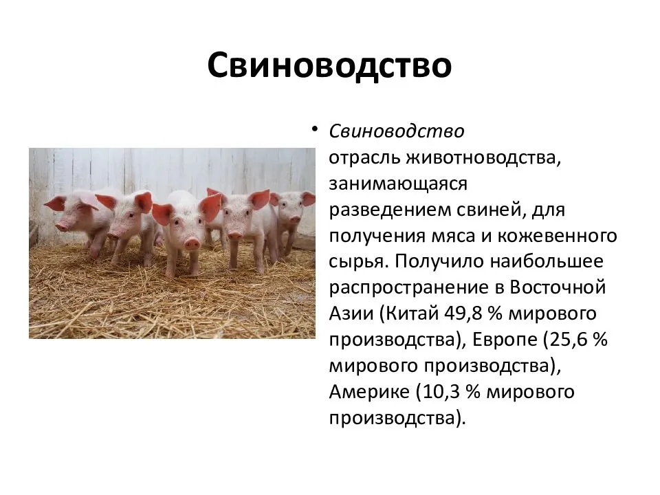 Зачем нужны племенные книги и какую роль они играют