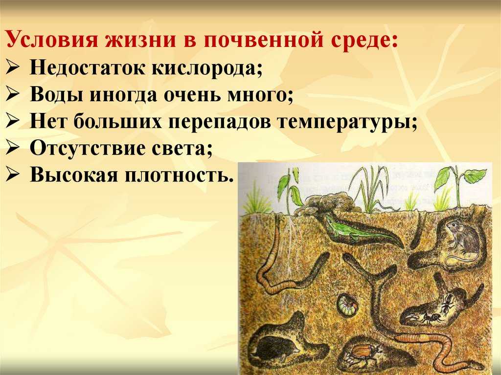 7 типов почвенных микроорганизмов для поддержания здоровья растений. фото — ботаничка