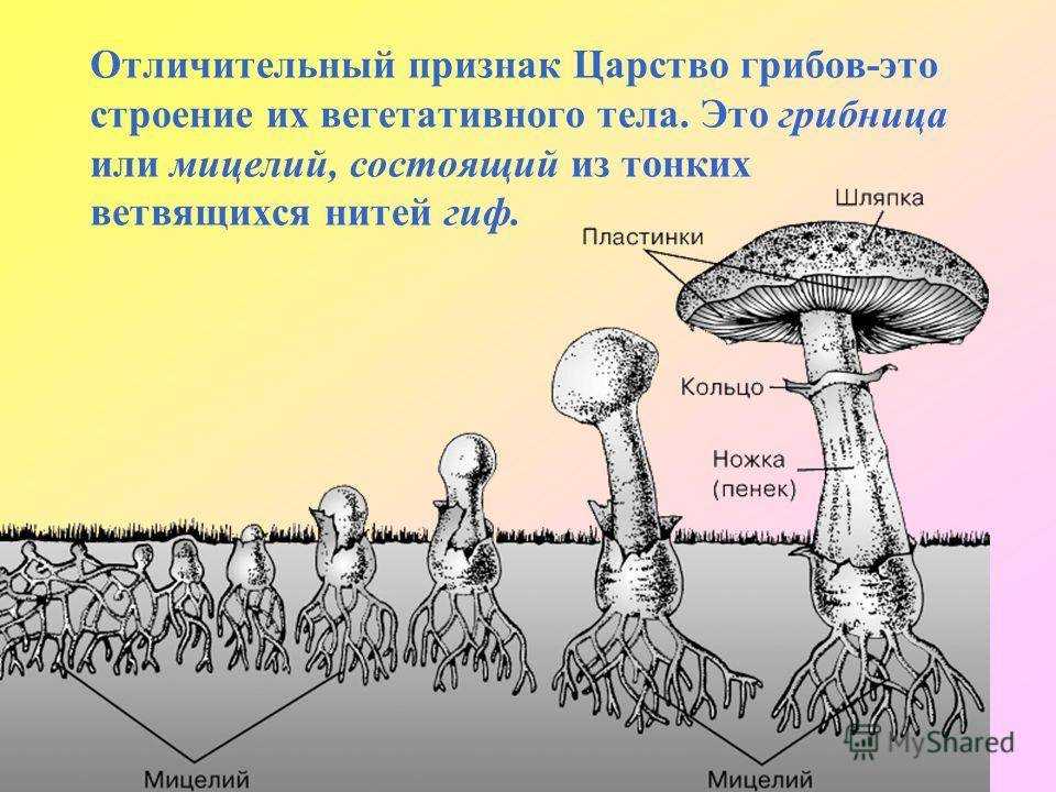 Таллом
