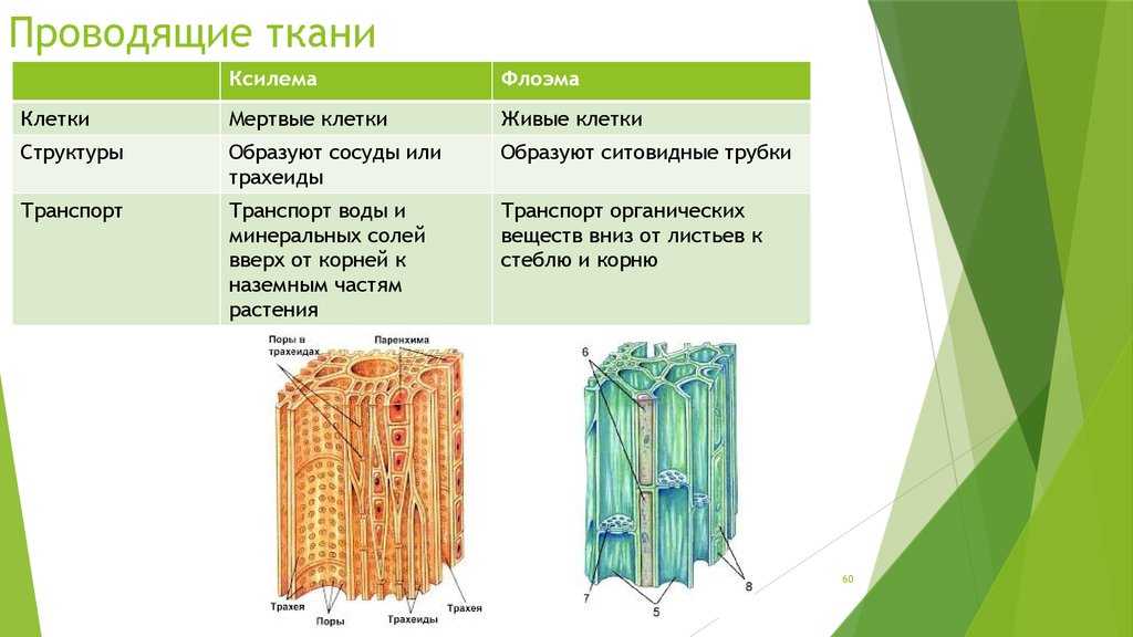 Виды тканей растений и их функции