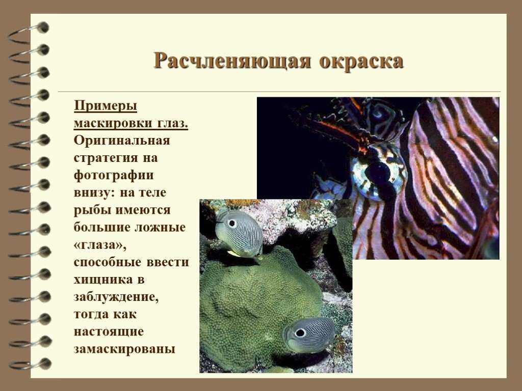 *§ 7—1. адаптации животных к различному водному режиму среды: адаптации животных к различному водному режиму