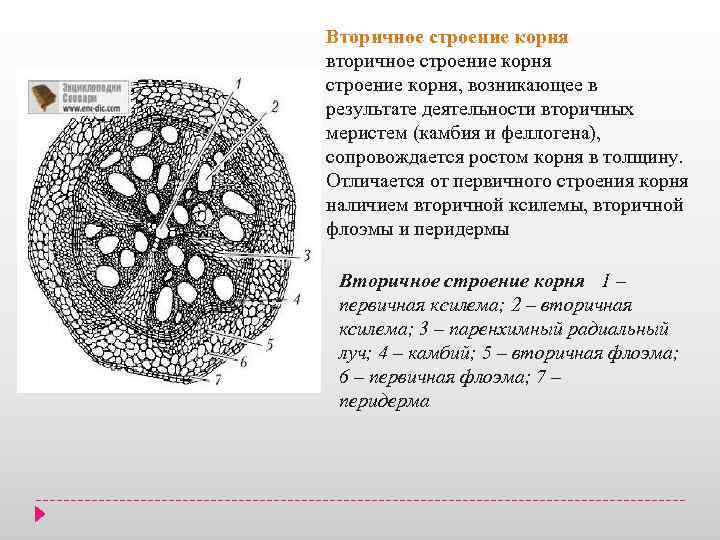 Корень