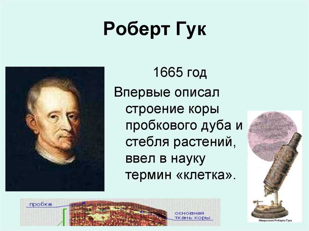 Роберт гук биография, теория клеток и вклады / наука | thpanorama - сделайте себя лучше уже сегодня!