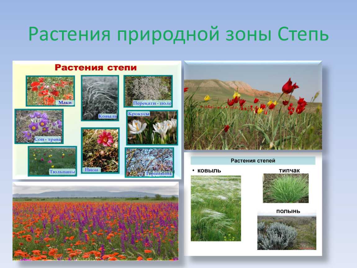 Степные травы. какие растения растут в степной зоне — названия, фото и характеристика
