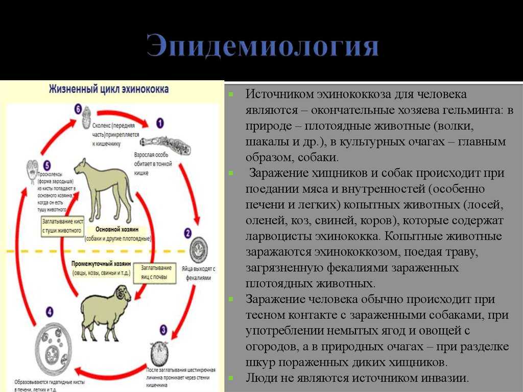 Передача эхинококкоза животных человеку