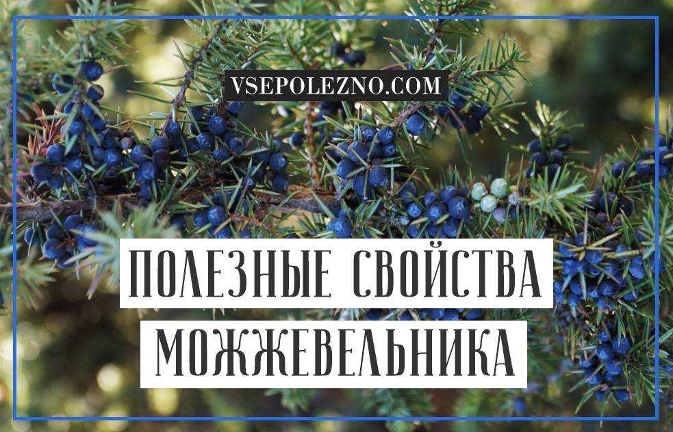 Можжевельник - северный кипарис в вашем саду