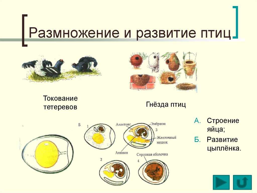 Хорошо ли вы запомнили процесс размножения птиц