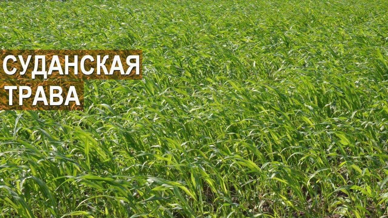 Суданская трава в казахстане - обзортека