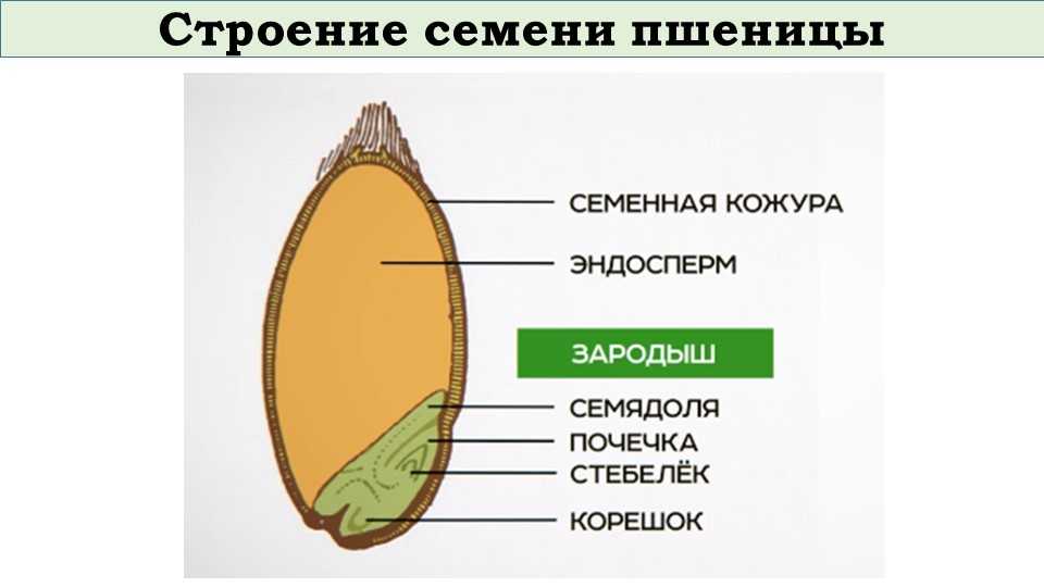 Зерновые культуры – строение и развитие, виды | усадьба фермера