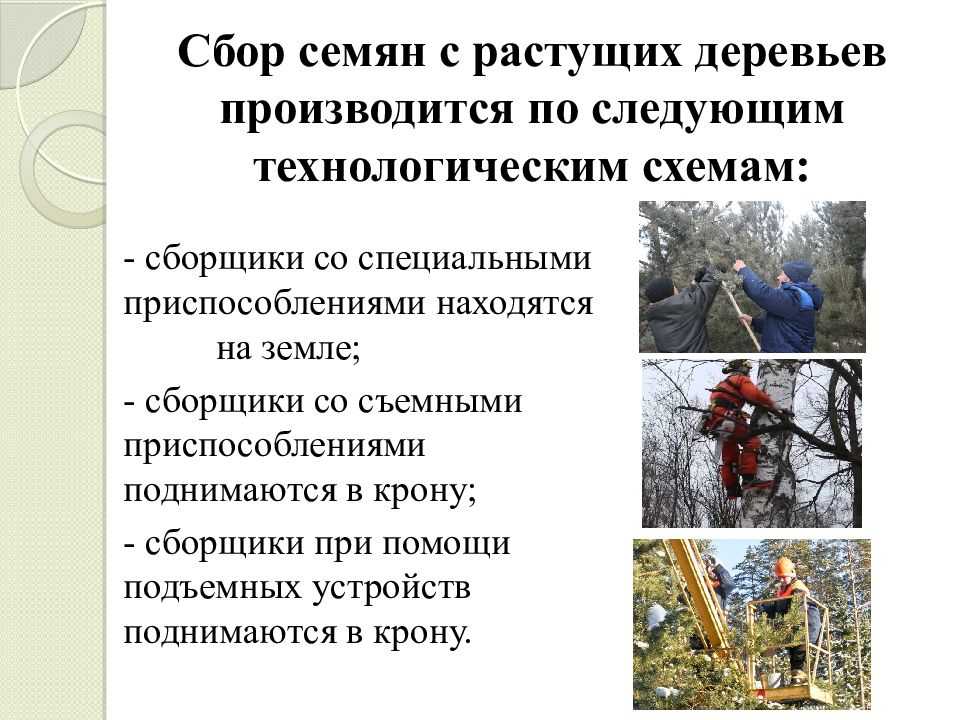 Раздел 1. лесное  семеноводство