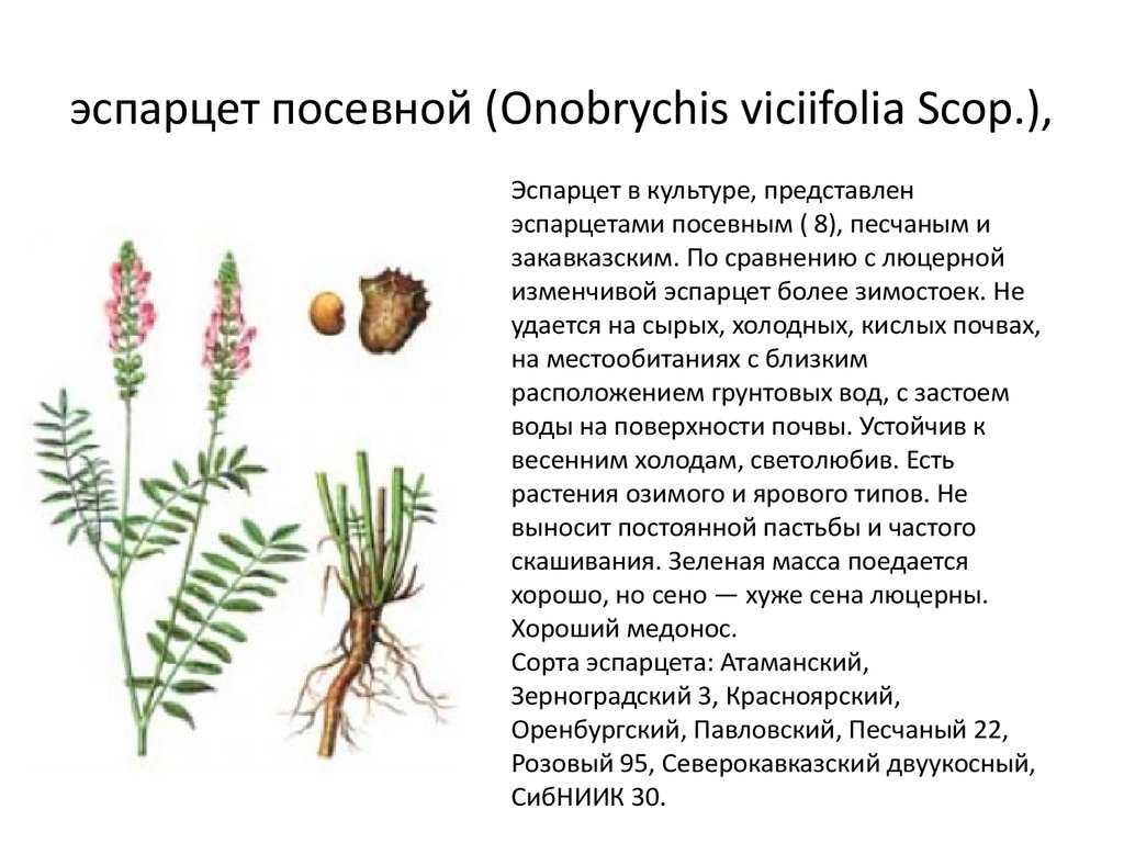 Эспарцет как медонос