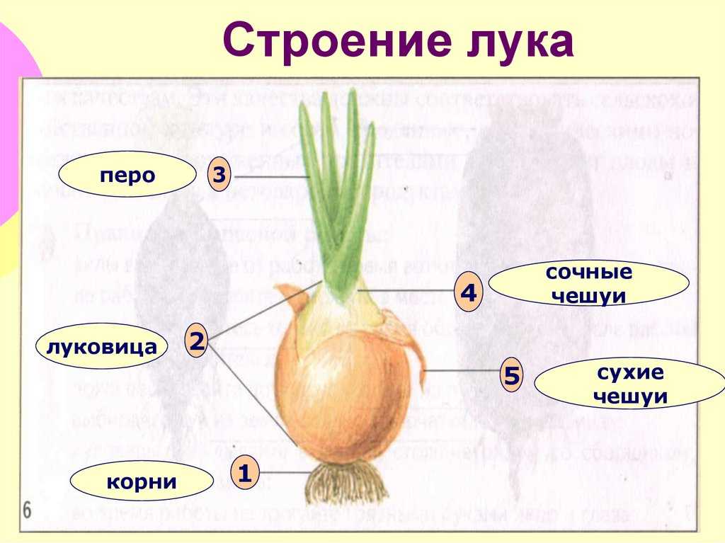 Как вырастить крупные луковицы репчатого лука? секреты и советы. фото — ботаничка