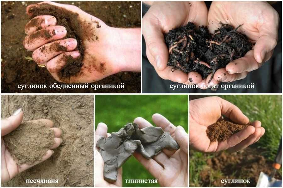 Почвенное питание растений в биологии: особенности и влияние