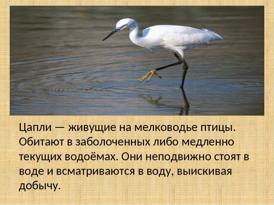 Лотос