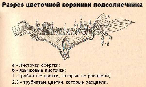 Подсолнечник: описание растения, характеристика и состав