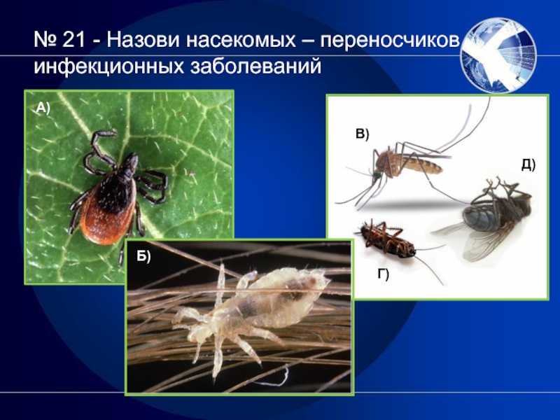 15 опасных болезней пчел их признаки и методы лечение (фото и видео)