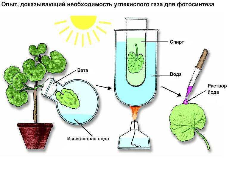 Опыты по фотосинтезу егэ