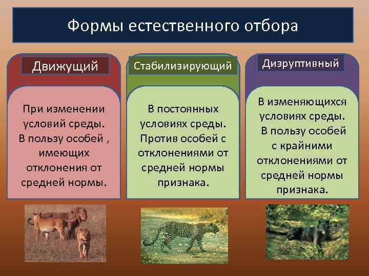 Влияние племенной ценности коров черно-пестрой породы и их предков на эффективность отбора по молочной продуктивности   тулинова ольга васильевна