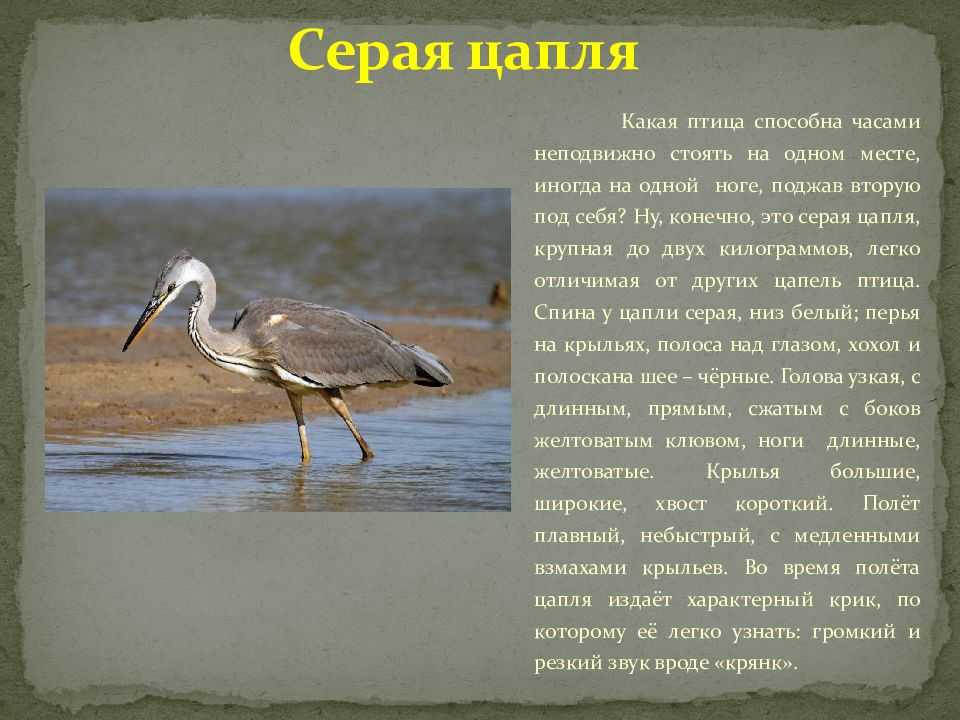 Великая русская река волга: описание, особенности, интересные места и факты