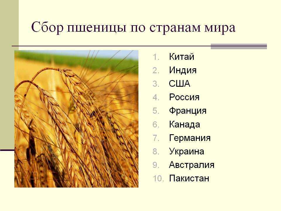 Сколько в россии пшеницы сейчас и было в прошлом